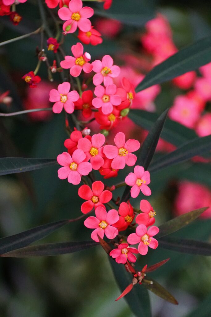 Euphorbia fulgens met kleine roze bloemen aan sierlijke takken