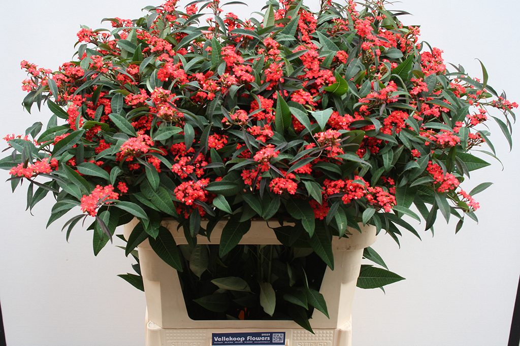 Euphorbia fulgens Ruby Red op de veilingkar
