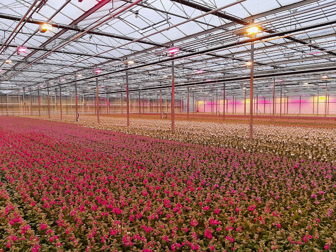 Kwekerij van Vellekoop Flowers in Made met bloeiende violier onder glas