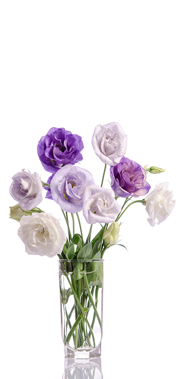 Lisianthus in een glazen vaas, paars en wit