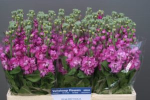 Matthiola Fedora deep rose op de veilingkar van Vellekoop Flowers