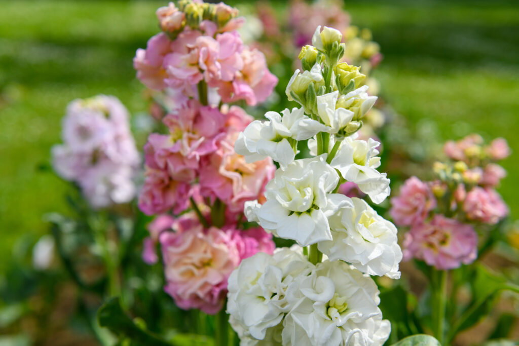 Violier (Matthiola incana) in wit en roze